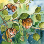 Přání Dormice